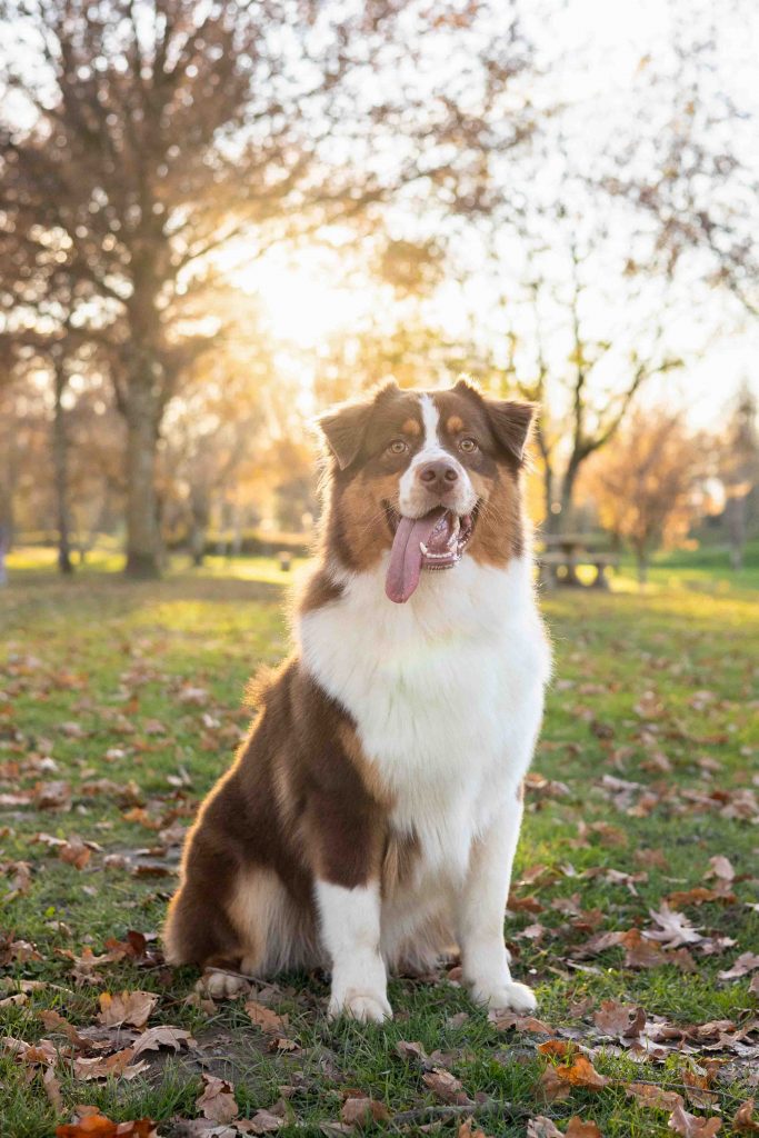 photographe chien tarbes et ahutes pyrénées